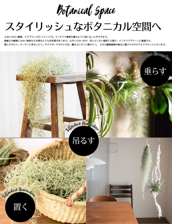 楽天市場 期間限定 増量中 ウスネオイデス 1束 40 50cm スパニッシュモス エアープランツ エアプランツ 観葉植物 ティランジア チランジア 壁掛け 吊り下げ インテリア 誕生日 ギフト 丈夫 人気 育てやすい ゆうパケット 送料無料 リーベン ヨーロッパの暮らし