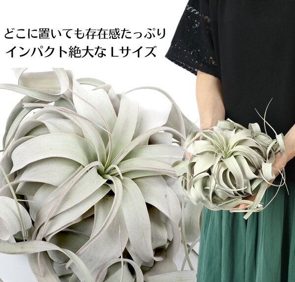 楽天市場 エアプランツ チランジア キセログラフィカ Lサイズ 22cm前後 エアープランツ エアプランツ 観葉植物 ティランジア チランジア 壁掛け 吊り下げ インテリア 誕生日 ギフト 丈夫 人気 育てやすい ハンキング リーベン ヨーロッパの暮らし