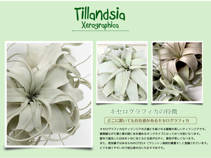 至高 観葉植物 エアープランツ ティランジア キセログラフィカ ｍサイズ １株 Rmladv Com Br