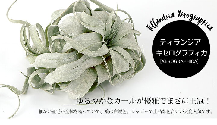 チランジア キセログラフィカ M Size エアープランツ ティランジア 観葉植物 おしゃれ 壁掛け インテリア ミニ 小型 吊り下げ 室内 Xerographica 供え