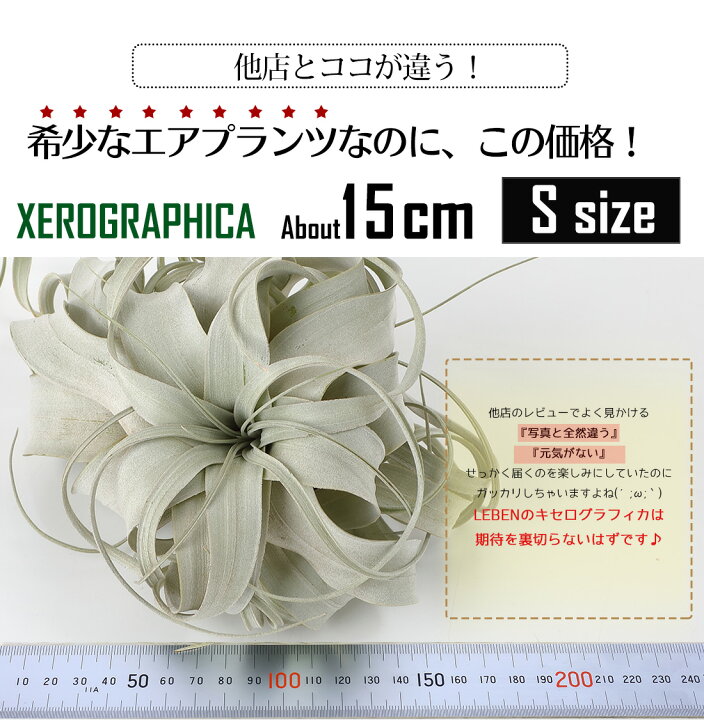 楽天市場 エアプランツ チランジア キセログラフィカ Sサイズ 15cm前後 エアープランツ エアプランツ 観葉植物 ティランジア チランジア 壁掛け 吊り下げ インテリア 誕生日 ギフト 丈夫 人気 育てやすい ハンキング リーベン ヨーロッパの暮らし