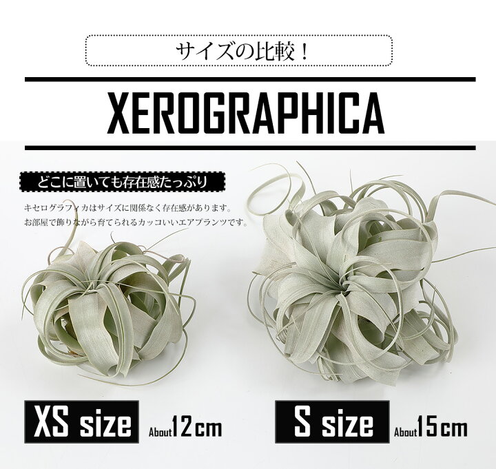 楽天市場 エアプランツ チランジア キセログラフィカ Xsサイズ 12cm前後 エアープランツ エアプランツ 観葉植物 ティランジア チランジア 壁掛け 吊り下げ インテリア 誕生日 ギフト 丈夫 人気 育てやすい ハンキング リーベン ヨーロッパの暮らし 楽天市場 エアプランツ チランジア キセログラフィカ Xsサイズ 12cm前後 エアープランツ エアプランツ 観葉植物 ティランジア チランジア 壁掛け 吊り下げ インテリア 誕生日 ギフト 丈夫 人気 育てやすい ハンキング リーベン ヨーロッパの暮らし