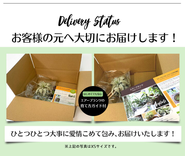 楽天市場 エアプランツ チランジア キセログラフィカ Mサイズ 18cm前後 エアープランツ エアプランツ 観葉植物 ティランジア チランジア 壁掛け 吊り下げ インテリア 誕生日 ギフト 丈夫 人気 育てやすい ハンキング リーベン ヨーロッパの暮らし