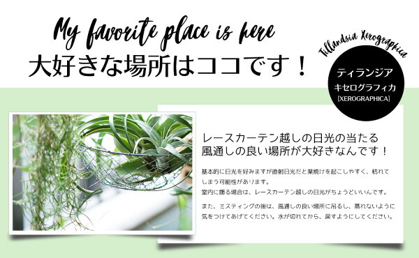 楽天市場 エアプランツ チランジア キセログラフィカ Sサイズ 15cm前後 エアープランツ エアプランツ 観葉植物 ティランジア チランジア 壁掛け 吊り下げ インテリア 誕生日 ギフト 丈夫 人気 育てやすい ハンキング リーベン ヨーロッパの暮らし