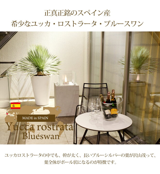 楽天市場】ユッカ【スペイン産 ユッカ ロストラータ ブルースワン 