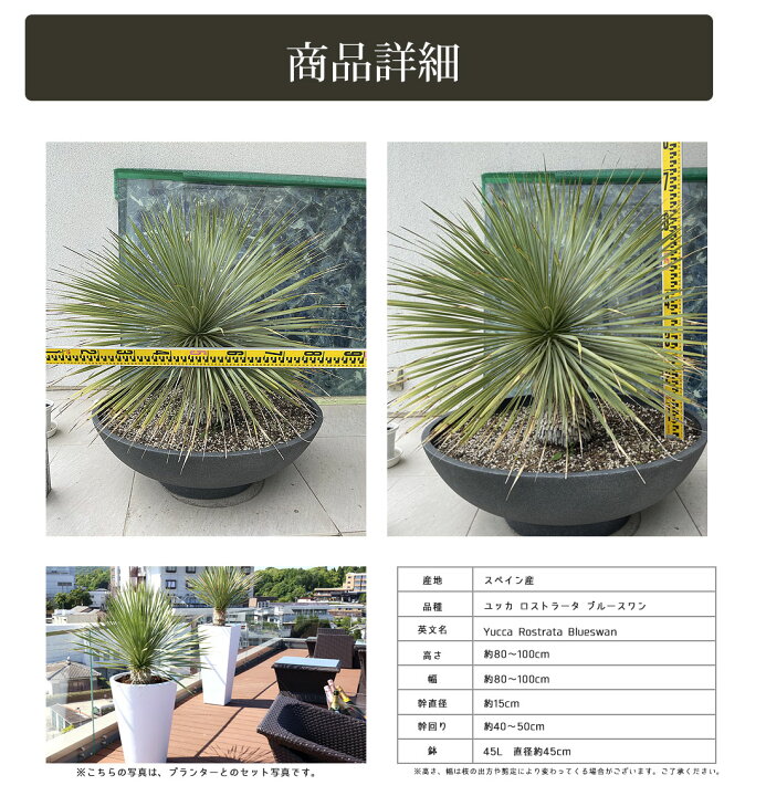 楽天市場】ユッカ【スペイン産 ユッカ ロストラータ ブルースワン 