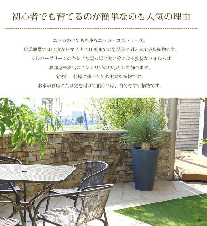 楽天市場】ユッカ【スペイン産 ユッカ ロストラータ ブルースワン 