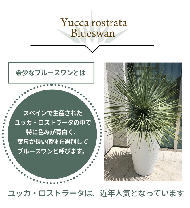 楽天市場】ユッカ【スペイン産 ユッカ ロストラータ ブルースワン 