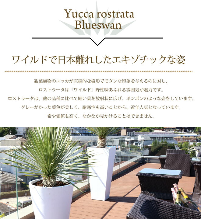 楽天市場】ユッカ【スペイン産 ユッカ ロストラータ ブルースワン 