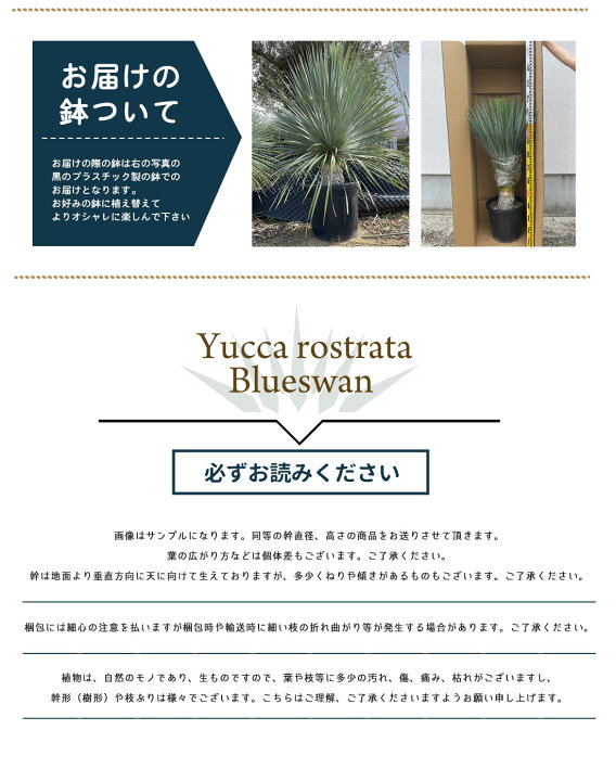 楽天市場】ユッカ【スペイン産 ユッカ ロストラータ ブルースワン 