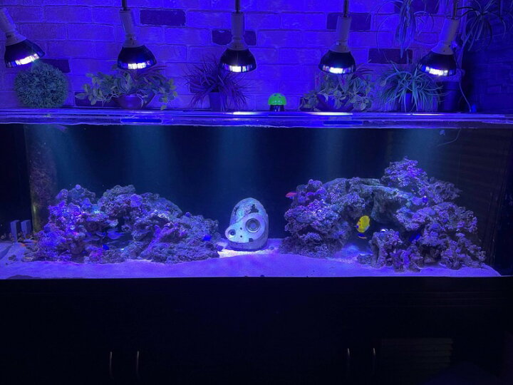 楽天市場 Led 水槽 アクアリウムライト E26 水槽ライト w 水槽対応 水槽用照明 アクアリウム ライト Rgb 観賞魚ライト 熱帯魚 ライト 観賞魚飼育 ビオトープ 水草育成 海水 サンゴ ライブロック Ldraq W38 Led電球 照明のbrite