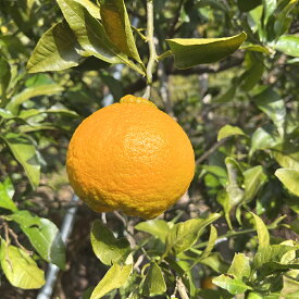 国産 みかん 不知火 -しらぬい- デコポンと同品種 2kg 果実 果物 岐阜県揖斐川町産 廣瀬ファーム 農家直送 ノーワックス 農薬不使用 無農薬 有機肥料栽培 期間限定 自然栽培 厳選農家 旬 果物 フルーツ みかん ミカン 蜜柑 柑橘 デザート 酸味 香り 果汁 早生不知火 訳あり