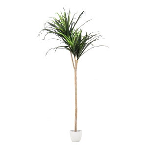 観葉植物 ドラセナコンシンネの人気商品 通販 価格比較 価格 Com