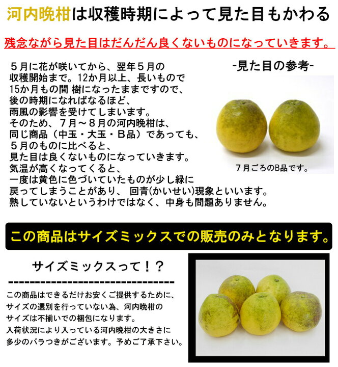 楽天市場】河内晩柑 訳あり 9kg 送料無料 ご家庭用 箱買い みかん B品 サイズミックス 柑橘 フルーツ 果物 産地直送 愛媛県産 YDF-018 : レモンの木