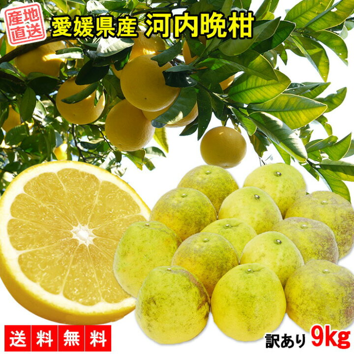 楽天市場】河内晩柑 訳あり 9kg 送料無料 ご家庭用 箱買い みかん B品 サイズミックス 柑橘 フルーツ 果物 産地直送 愛媛県産 YDF-018 : レモンの木