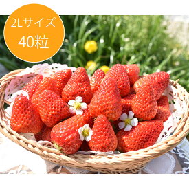 おいしいいちご　紅ほっぺ 2L(40粒)　約600g　お届け期間~5月31日　お届け指定日不可　一部離島お届け不可 お届け日指定不可　※一部の離島につきましては配送不可です　※キャンセル不可です　ご了承ください