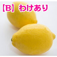 ポイント10倍中　|　すぐ出荷します　|　広島県産レモン【B】わけあり　|　10kg　|　送料無料　|　皮ごと…