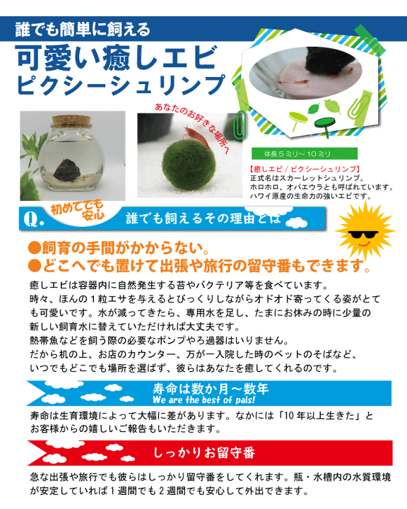えりか　イカベイト3種6個セットとシュリンプセット おり釣具オリジナル ティップランエギングセット (fridayset60