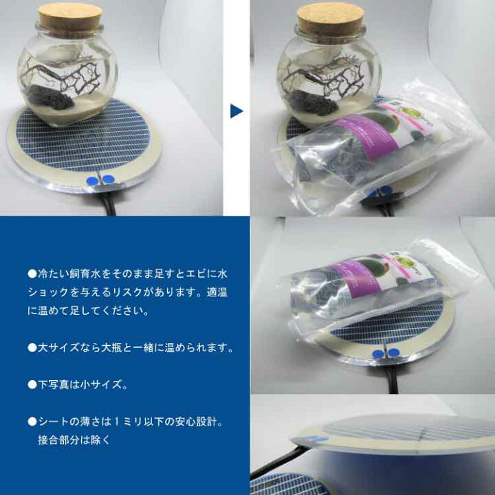 楽天市場 ピクシーシュリンプ おすすめヒーター 小 送料250円可能 レンプロショップ