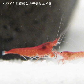 【癒しエビ】ピクシ—シュリンプのみ4＋1匹【エビ 熱帯魚 アクアリウム インテリア エビ 手軽 初心者 癒しグッズ】