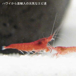 上 フィッシュレット エビ 1069 フィッシュレット エビ Josspix4mgs