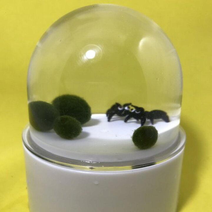 楽天市場 まりもドーム 癒しグッズ まりも マリモ 癒しグッズ 毬藻 水草 アクアリウム インテリアグッズ 癒しグッズ インテリア 初心者 手軽 癒し かわいい オシャレ レンプロショップ