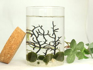 ܂ t@~[@~r@ObY@܂ } ObY@{  ANAE CeAObY ObY CeA S y  킢 IV