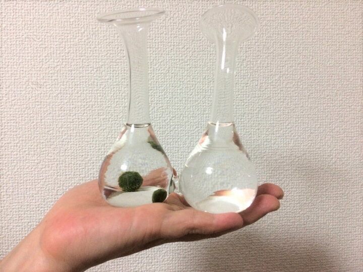楽天市場 ツインボトルマリモ まりも マリモ 毬藻 水草 アクアリウム インテリアグッズ インテリア 癒しインテリア 初心者 手軽 癒し かわいい オシャレ レンプロショップ