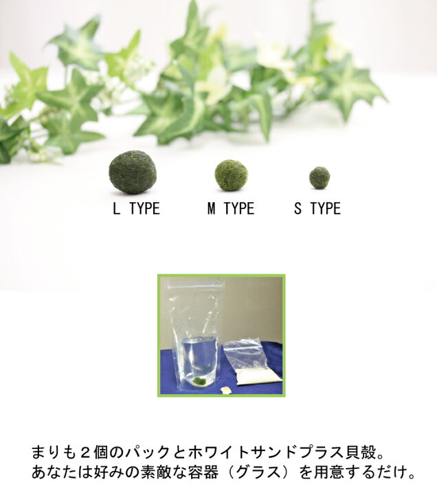 楽天市場 まりも ３点セット プラス光る石付き癒しグッズ まりも マリモ 阿寒湖 販売 土産 毬藻 水草 アクアリウム インテリアグッズ インテリア 初心者 手軽 癒し かわいい オシャレ レンプロショップ