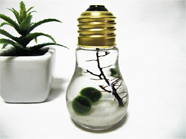 楽天市場 小さな電球まりも 小 まりも マリモ 毬藻 水草 アクアリウム インテリアグッズ 癒しグッズ インテリア 初心者 手軽 癒し かわいい オシャレ レンプロショップ