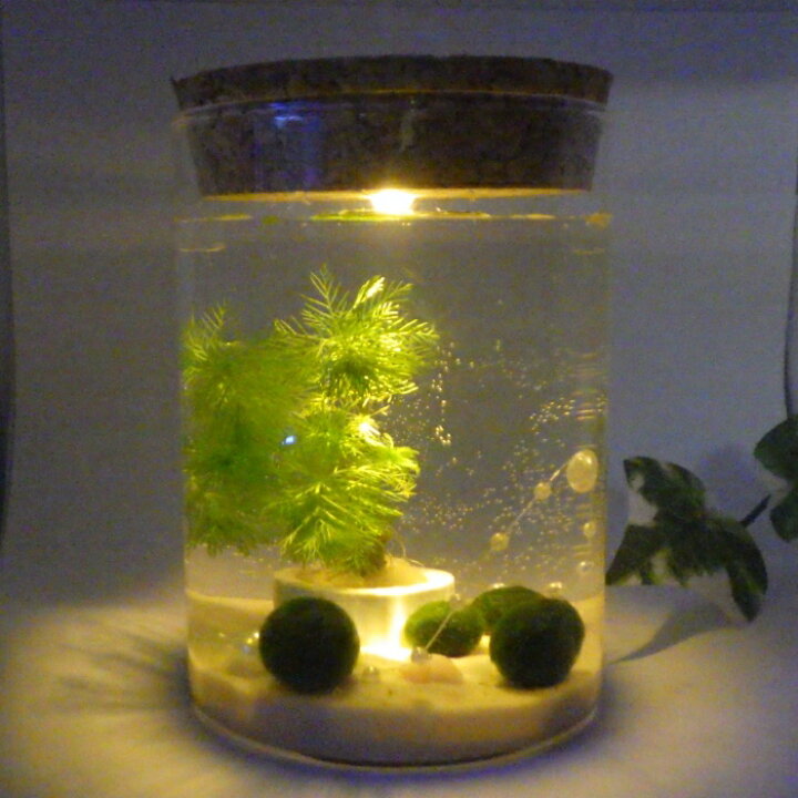 楽天市場 まりも ファミリー Ledライト付き円柱瓶 癒しグッズ まりも マリモ 癒しグッズ 毬藻 水草 アクアリウム インテリアグッズ 癒しグッズ インテリア 初心者 手軽 癒し かわいい オシャレ レンプロショップ 楽天市場 まりも ファミリー Ledライト付き円柱瓶 癒しグッズ まりも マリモ 癒しグッズ 毬藻 水草 アクアリウム インテリアグッズ 癒しグッズ インテリア 初心者 手軽 癒し かわいい オシャレ レンプロショップ