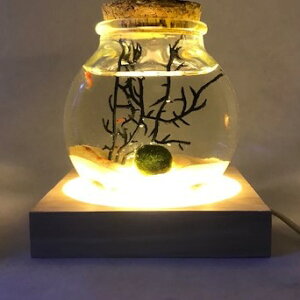 NEWCeBOR[X^[ ANAE   CeA