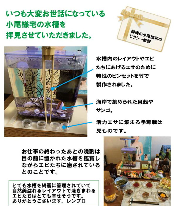 楽天市場 癒しエビ ピクシー シュリンプ水槽セット 大自然 備品シュリンプ セット アクアリウム エビ インテリア 水槽 水槽セット 飼育 セット 手軽 初心者 癒し 癒しグッズ スカーレットシュリンプ かわいい おしゃれ オシャレ 部屋 卓上 観賞用 プレゼント ギフト