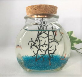 楽天市場 癒しエビ ピクシーシュリンプ 大瓶 青熱帯魚 シュリンプ セット 飼育セット アクアリウム エビ 観賞 インテリア 癒し 癒しグッズ ハワイ ハワイアン 雑貨 かわいい おしゃれ 手軽 初心者 喜ばれる 部屋 卓上 観賞用 プレゼント ギフト 贈り物 レンプロ