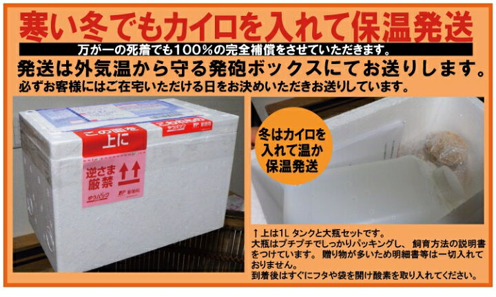 楽天市場】【癒しエビ】[ピクシー シュリンプ水槽セット 大自然]備品 