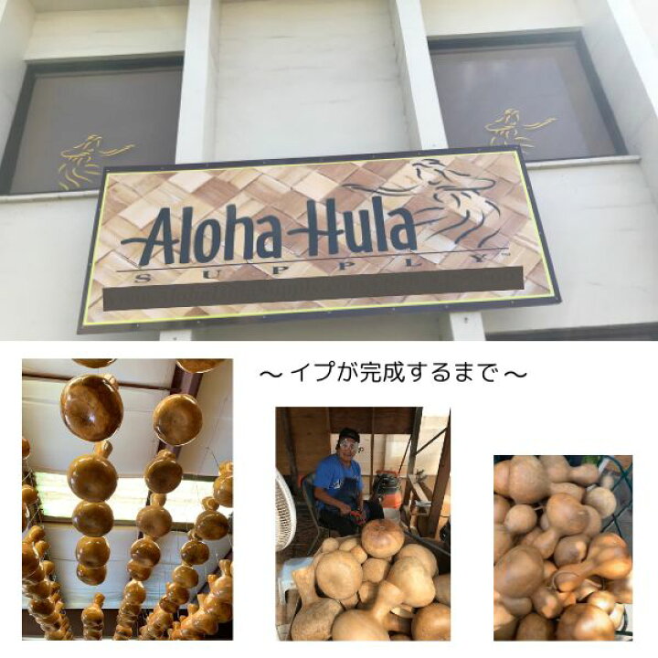 楽天市場】イプ Mサイズ フラ フラダンス 楽器 ハワイ ハワイアン 