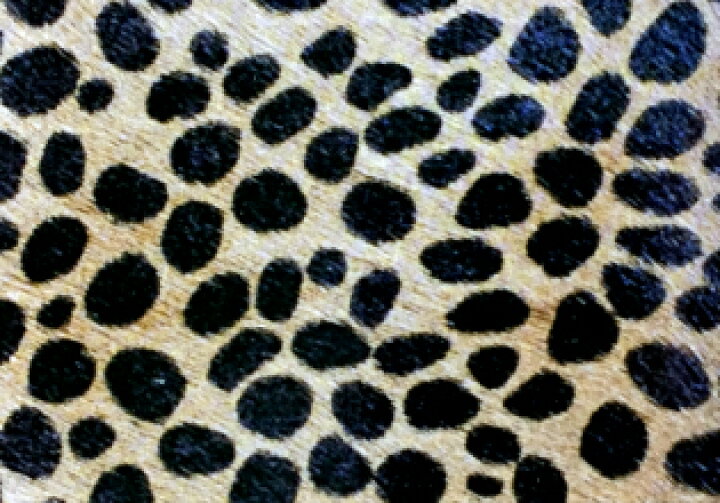 楽天市場 猫 爪とぎ ダンボール ヒョウ柄 猫ちゃん顔のチーター柄 段ボール製爪とぎ キャットタワー Leopard House 楽天市場 猫 爪とぎ ダンボール ヒョウ柄 猫ちゃん顔のチーター柄 段ボール製爪とぎ キャットタワー Leopard House