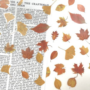 ygt NA XebJ[ 40zH ݂   [t  V[ fR[V PETf   hCt[ t[ [t R[W k 킢 