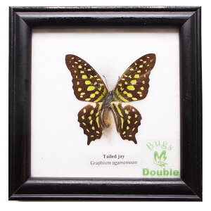 �z���� �����W�{ �� �e�C���h�E�W�F�C Tailed Jay