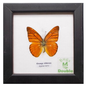 �z���� �����W�{ �� �I�����W�E�A���o�g���X Orange Albatross