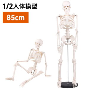 Bonarca �l�̖͌^ �� �y1/2�T�C�Y�F85cm�z �S�g �[�� �t�B�M���A �y�����֐�/�����X�^���h�t���z �~�j �������� �傫�� �u�� ���i�W�{ ���i�͌^ �X�^���h �l�� 85cm ���� �͌^ ���� ���͌^ �h�N��