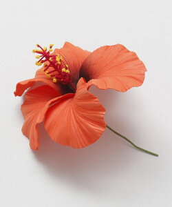 �n�C�r�X�J�X�w�A�s�b�N M �}�E�i���A �n�C�r�X�J�X ������ �t���_���X �t���ߑ� �t�����[�w�A�s�b�N �w�A�A�N�Z�T���[ �� ���� ���]�[�g