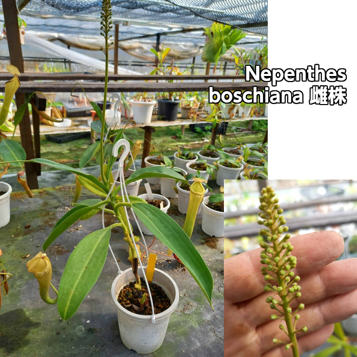 最大53%OFFクーポン 品質保証 春 食虫 植物 ネペンテス ボッシアナ 食虫植物 雌株 Nepenthes 現物 boschiana