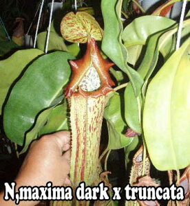 HA@lyeX@}LV}_[N@x@gJ[^@4.5