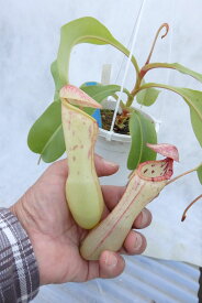 食虫植物　ネペンテス　クリペアタ×ベントリコーサ　♀