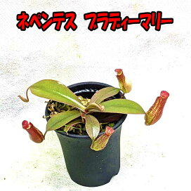 楽天市場】【観葉植物】【着生植物】【現物】Platycerium ridleyi 