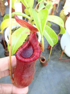 HA@lyeXixgR[TxVuGVXxgX}fBGVX@}ؕc