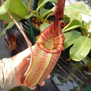 {HA@lyeX@r[`oI@x@y^^@Ri