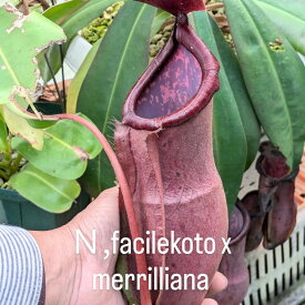 食虫植物　fファシールコト　xメリリアーナ　コナン　挿し木苗