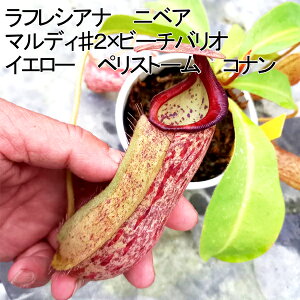 HA@lyeX@tVAi@jxA@}fB2×r[`oI@CG[@yXg[@Ri